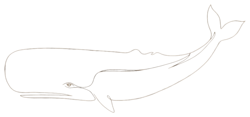 Whale line-art illustration